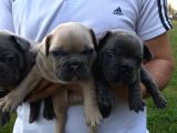 Blue Silver Fawn French Bulldog Yavrularımız