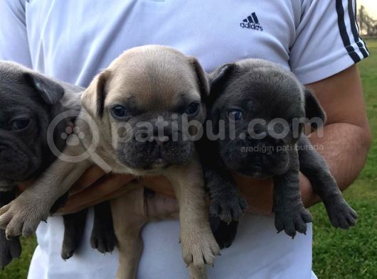 Blue Silver Fawn French Bulldog Yavrularımız görsel