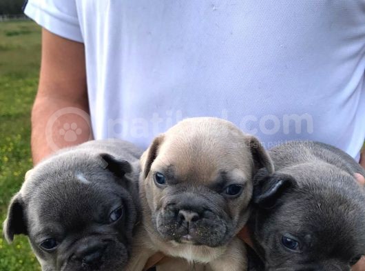 Blue Silver Fawn French Bulldog Yavrularımız görsel