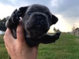 Blue Silver Fawn French Bulldog Yavrularımız