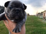 Blue Silver Fawn French Bulldog Yavrularımız