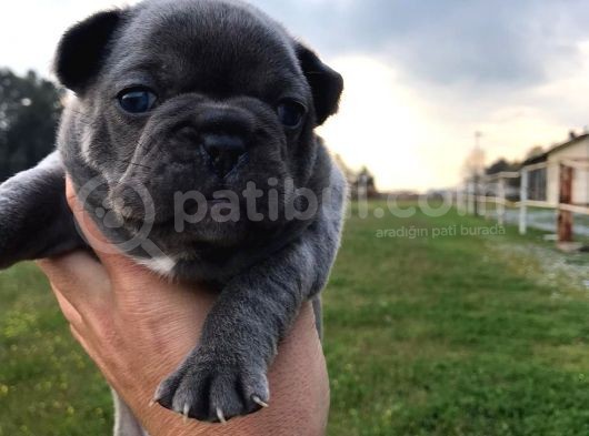 Blue Silver Fawn French Bulldog Yavrularımız