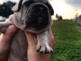 Blue Silver Fawn French Bulldog Yavrularımız