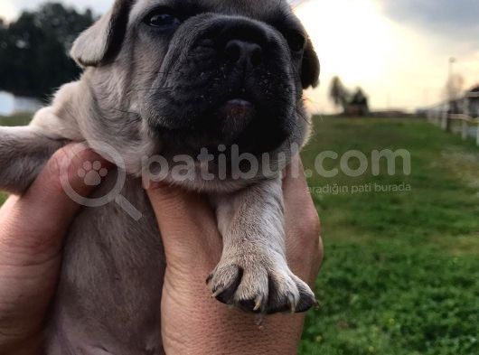 Blue Silver Fawn French Bulldog Yavrularımız görsel