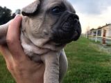Blue Silver Fawn French Bulldog Yavrularımız