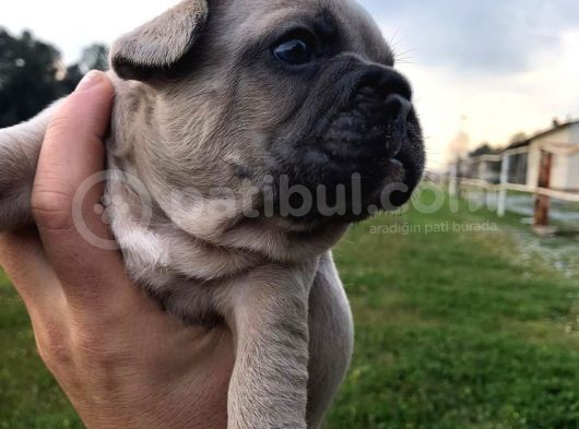 Blue Silver Fawn French Bulldog Yavrularımız görsel
