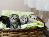 A Sınıfı Saf Kan Britishshorthair Açıklamayı Okuyunuz