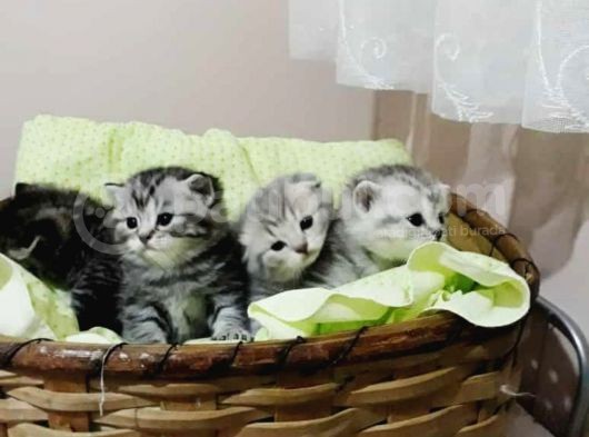 A Sınıfı Saf Kan Britishshorthair Açıklamayı Okuyunuz