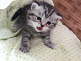 A Sınıfı Saf Kan Britishshorthair Açıklamayı Okuyunuz