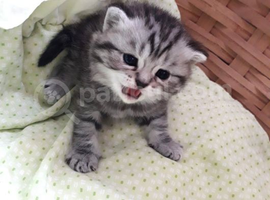 A Sınıfı Saf Kan Britishshorthair Açıklamayı Okuyunuz görsel