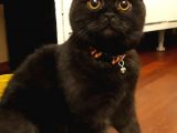 A Sınıfı Saf Kan Britishshorthair Açıklamayı Okuyunuz
