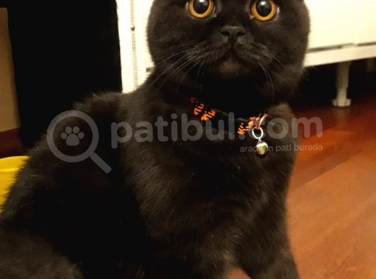 A Sınıfı Saf Kan Britishshorthair Açıklamayı Okuyunuz görsel