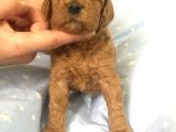 Anne Alti Toy Poodle