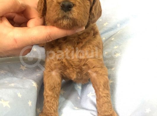 Anne Alti Toy Poodle