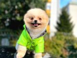 10 Aylik Erkek Pomerani̇an Oğlumuz