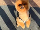 11 Aylik Erkek Pomerani̇an Boo