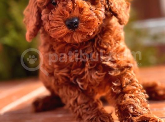 Red Brown Toy Poodle Yavrular görsel