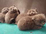 Safkan British Shorthair