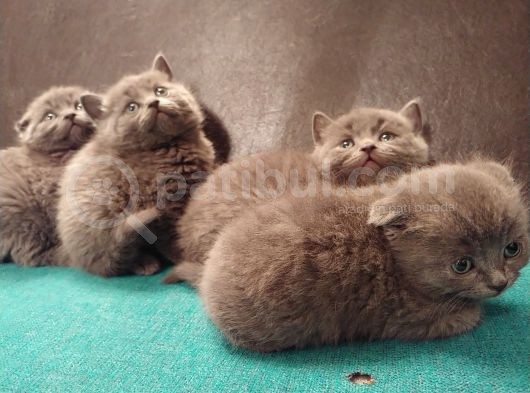 Safkan British Shorthair