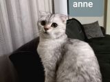 British Shorthair Erkek
