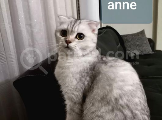 British Shorthair Erkek görsel