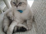 British Shorthair Erkek