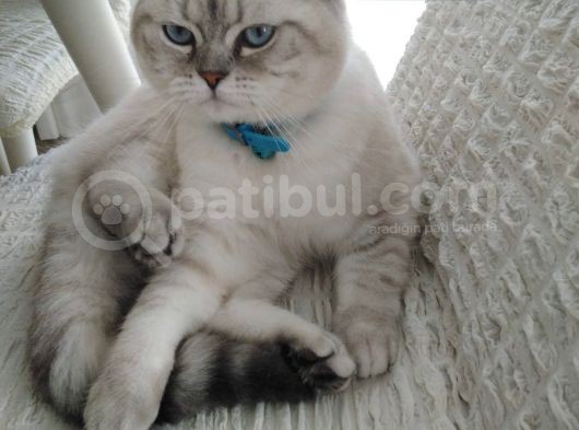 British Shorthair Erkek görsel