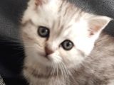 British Shorthair Erkek