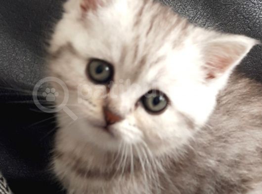 British Shorthair Erkek