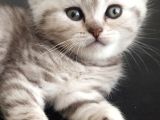 British Shorthair Erkek
