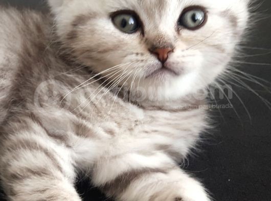 British Shorthair Erkek görsel