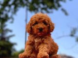 Her Renk Seçeneği̇yle Toy Poodle Yavrular