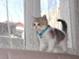 A Kalite British Shorthair Erkek