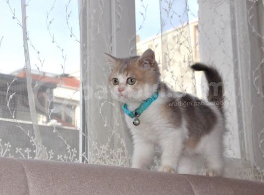 A Kalite British Shorthair Erkek