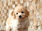 Her Renk Seçeneği̇yle Toy Poodle Yavrular
