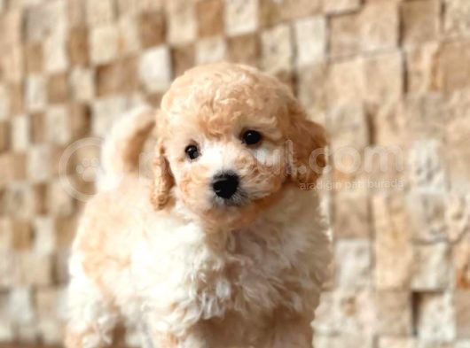Her Renk Seçeneği̇yle Toy Poodle Yavrular görsel