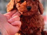 Red Brown Toy Poodle Yavrular