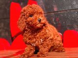 Red Brown Toy Poodle Yavrular
