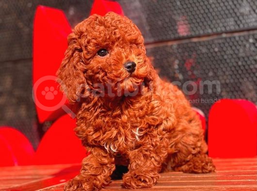 Red Brown Toy Poodle Yavrular görsel
