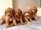 Anne Alti Toy Poodle Bebekler