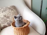 Yavru British Shorthair Safkan