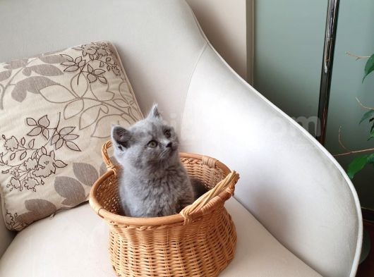 Yavru British Shorthair Safkan