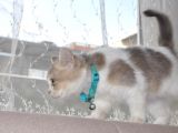 A Kalite British Shorthair Erkek
