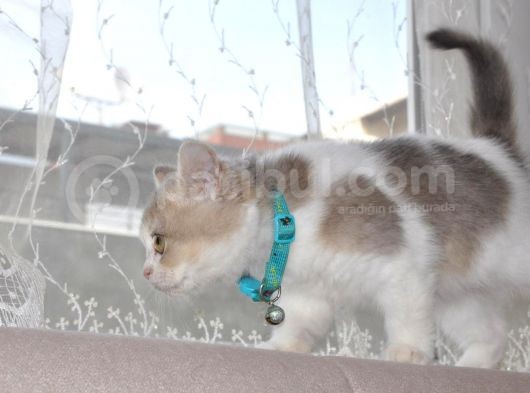 A Kalite British Shorthair Erkek görsel