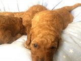 Anne Alti Toy Poodle