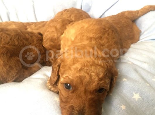 Anne Alti Toy Poodle görsel