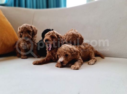 Anne Alti Toy Poodle Bebekler görsel