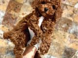 Her Renk Seçeneği̇yle Toy Poodle Yavrular