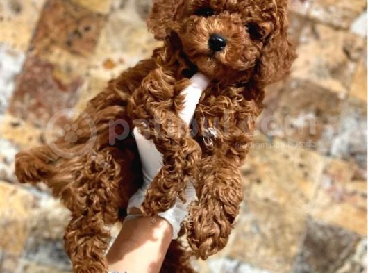 Her Renk Seçeneği̇yle Toy Poodle Yavrular görsel