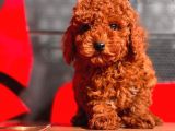 Red Brown Toy Poodle Yavrular